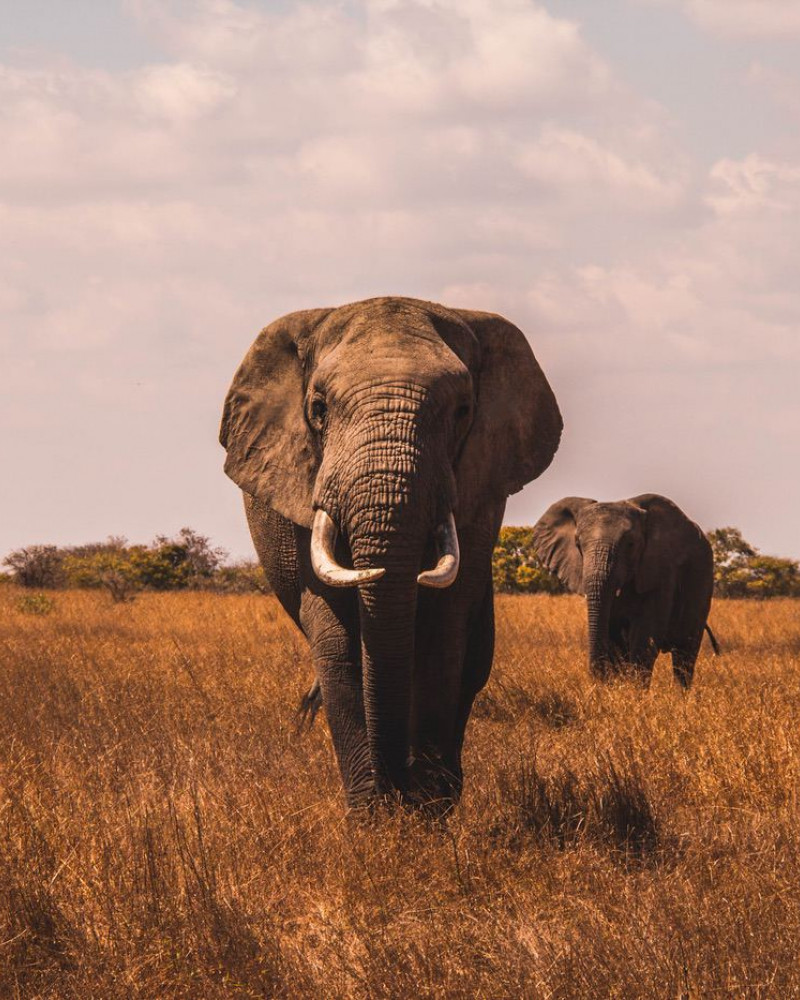 An african elephant walking towards the camera