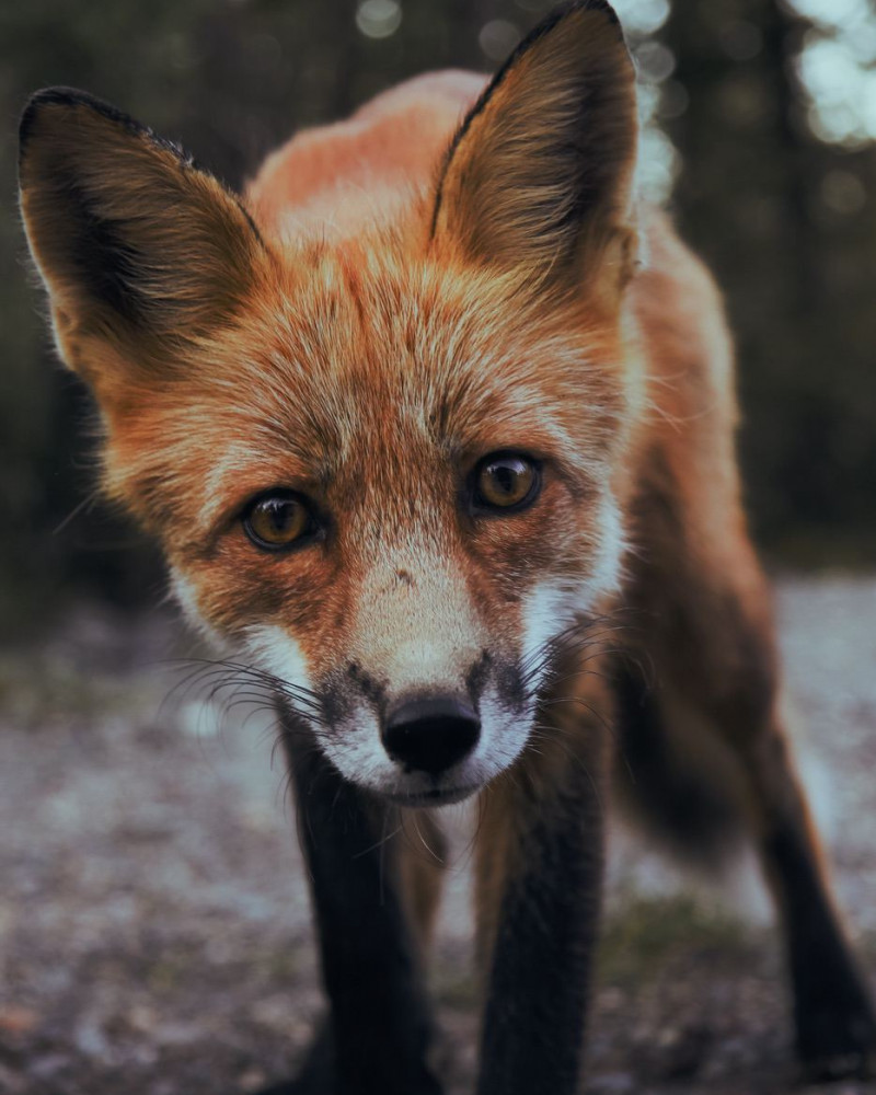 A fox staring at the camera
